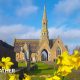 Yellow daffodils blooming in front of a church with a tall spire and mostly blue sky above