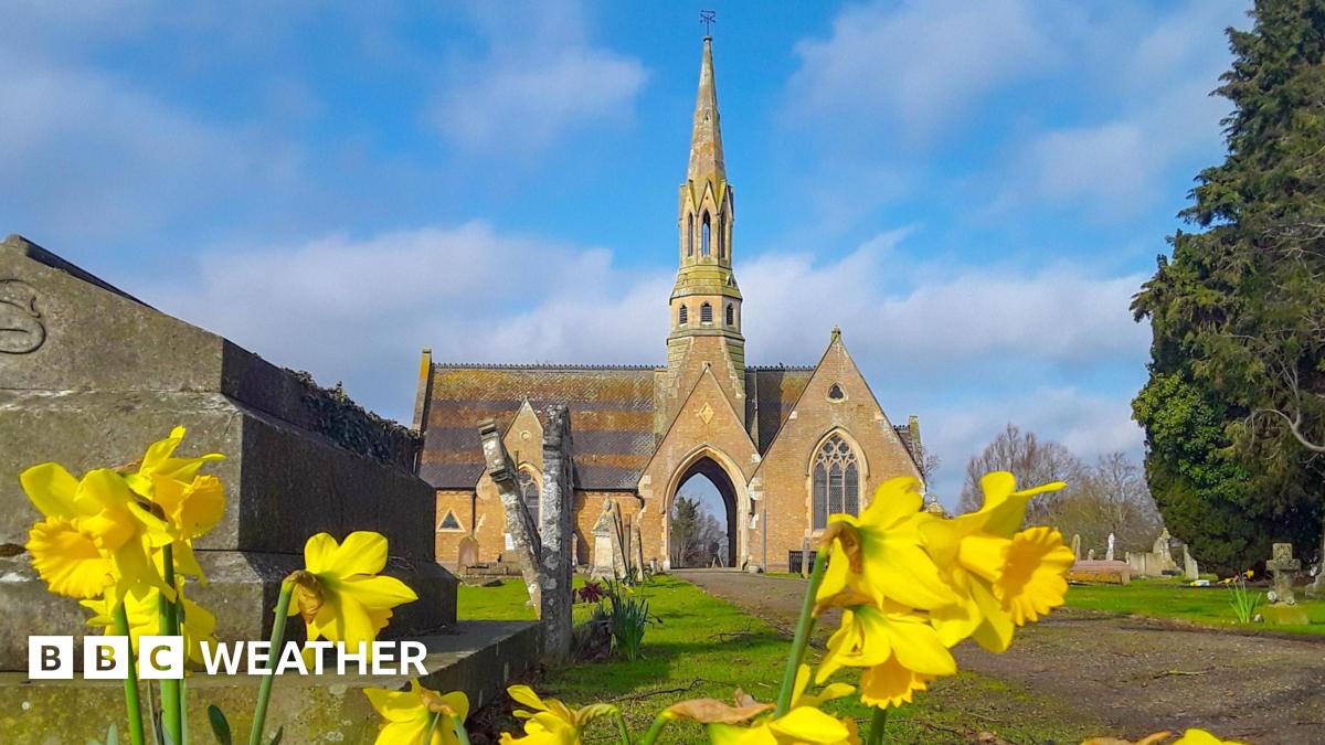 Yellow daffodils blooming in front of a church with a tall spire and mostly blue sky above
