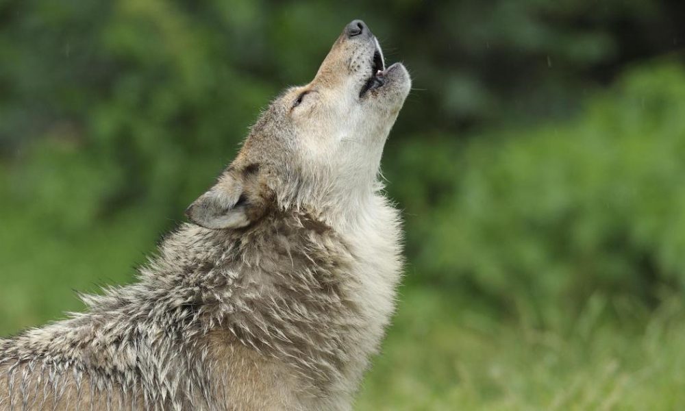 University of York part of ground-breaking study on dogs