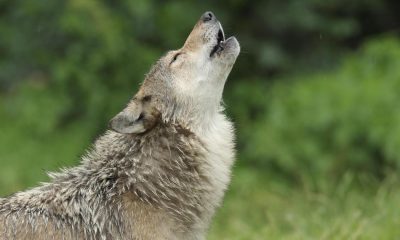 University of York part of ground-breaking study on dogs