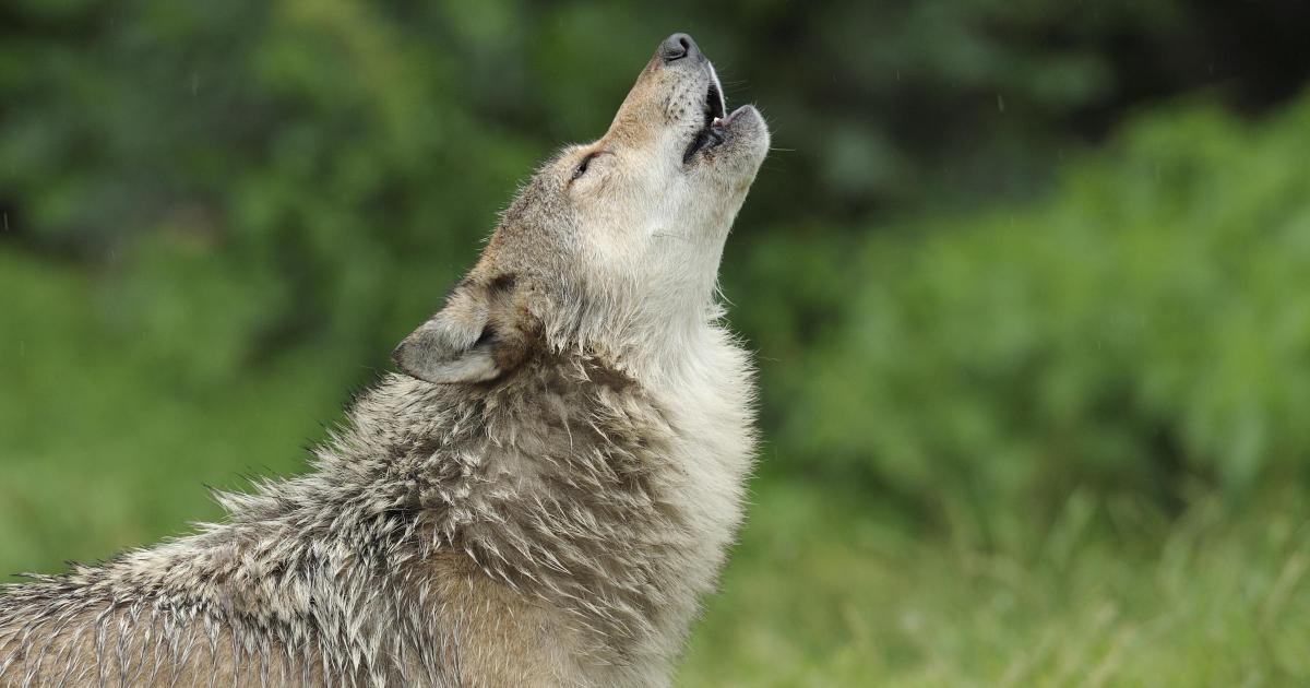 University of York part of ground-breaking study on dogs