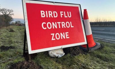 Pickering - surveillance zone set up after bird flu outbreak