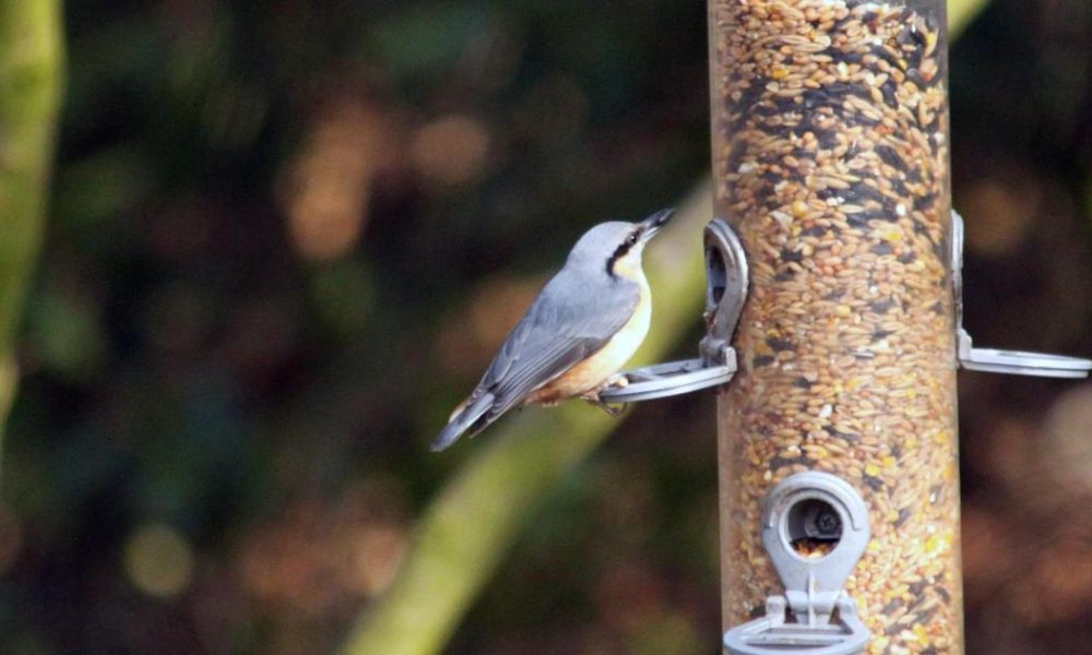 Yorkshire Wildlife Trust explains feeding stations removal