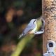 Yorkshire Wildlife Trust explains feeding stations removal