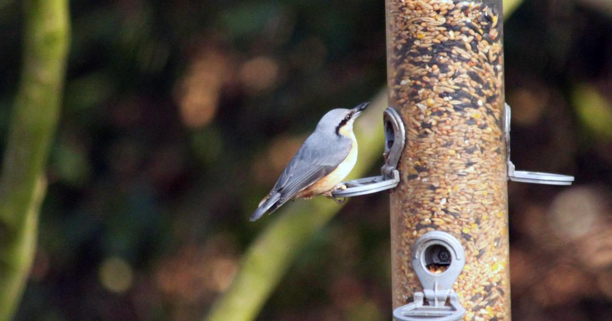 Yorkshire Wildlife Trust explains feeding stations removal