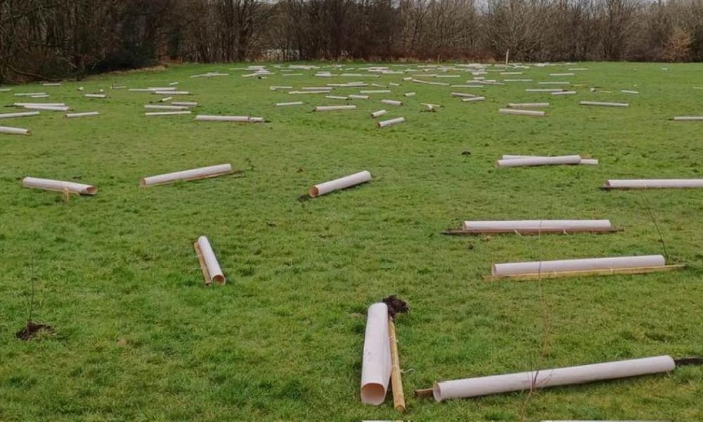 'Shameful' vandalism of saplings condemned by Bolton Council