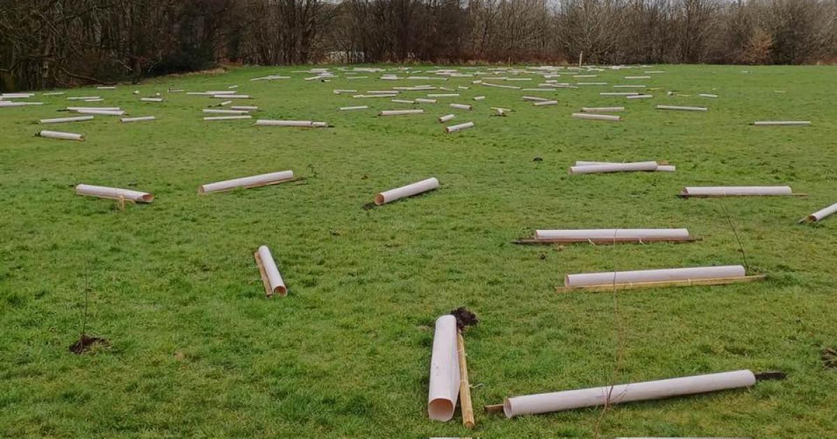 'Shameful' vandalism of saplings condemned by Bolton Council