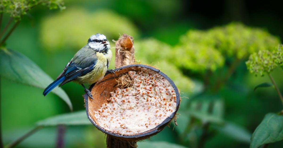 How do I attract birds into my garden? Expert spring guide