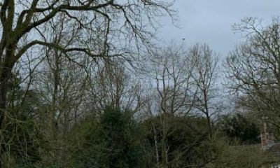 'Dangerous' tree over the A684 to be cut back 'urgently'