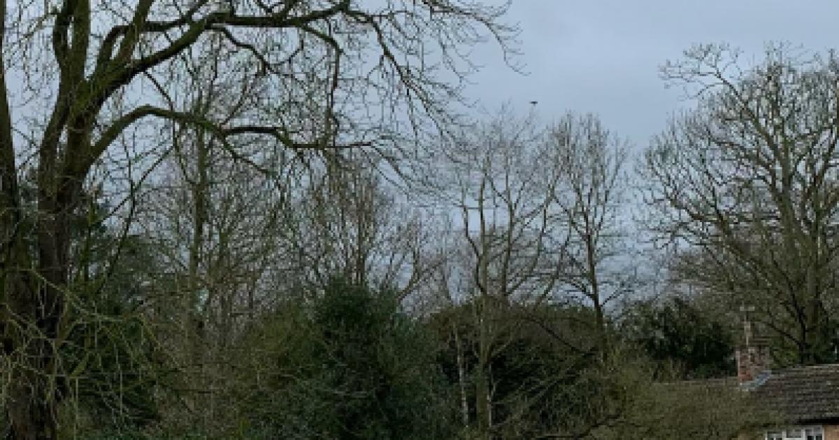 'Dangerous' tree over the A684 to be cut back 'urgently'