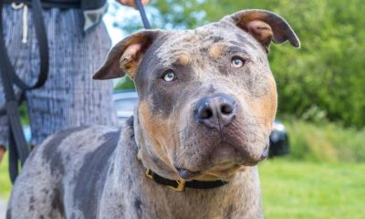 1000's of XL Bully dogs at the risk of being destroyed