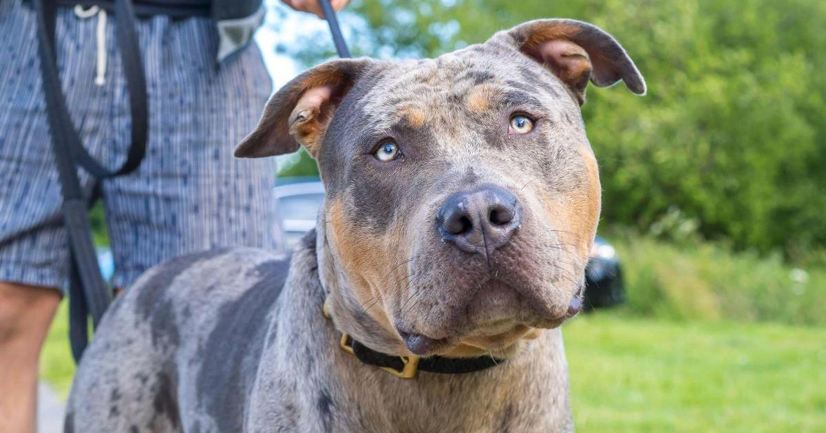 1000's of XL Bully dogs at the risk of being destroyed