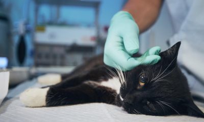 Millions of pet owners issued fatal spring warning by RSPCA