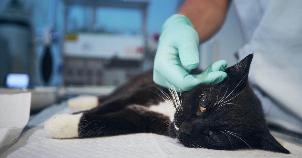 Millions of pet owners issued fatal spring warning by RSPCA