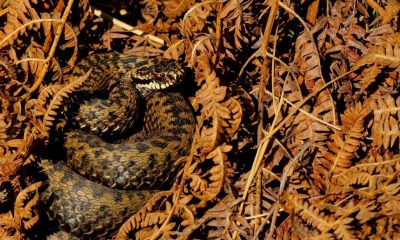 Adder seen in North Yorkshire in first sighting of 2026
