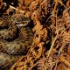 Adder seen in North Yorkshire in first sighting of 2026