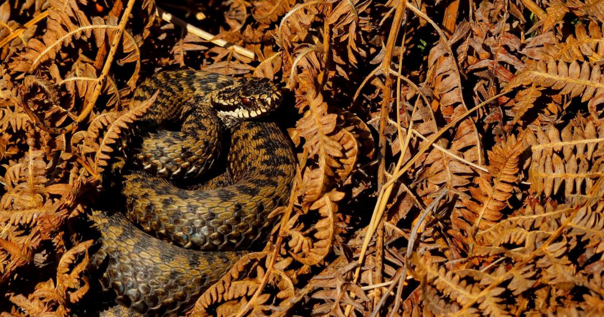 Adder seen in North Yorkshire in first sighting of 2026