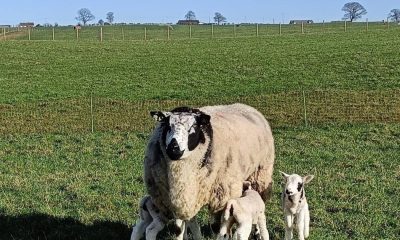 Loose dog injures multiple lambs near Kirkbymoorside