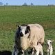 Loose dog injures multiple lambs near Kirkbymoorside
