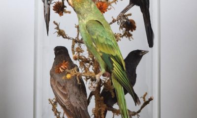 Rare extinct Carolina Parakeet to be sold at Tennants sale