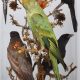 Rare extinct Carolina Parakeet to be sold at Tennants sale