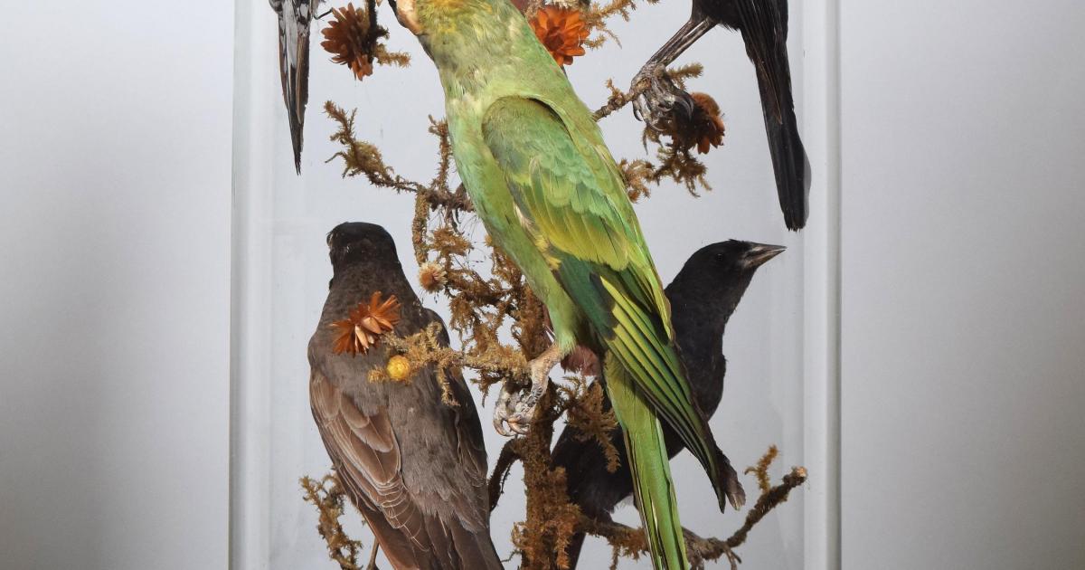 Rare extinct Carolina Parakeet to be sold at Tennants sale