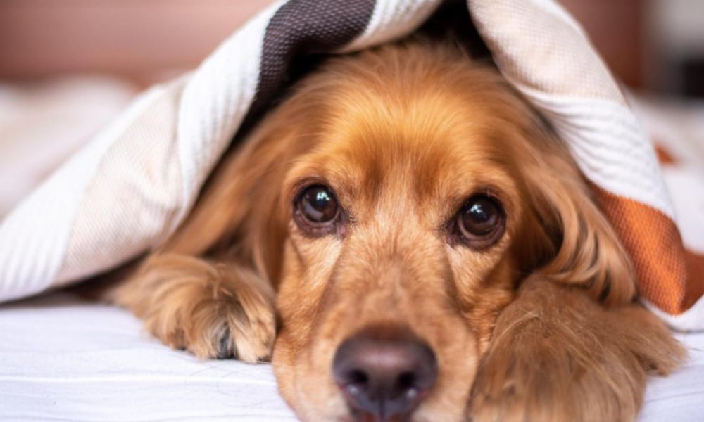 Acomb crews rescue dog from property's roof in York