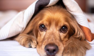 Acomb crews rescue dog from property's roof in York