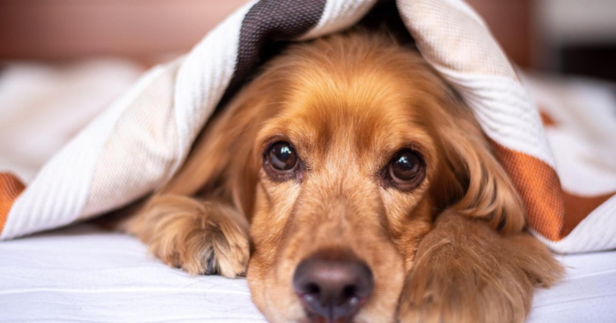 Acomb crews rescue dog from property's roof in York