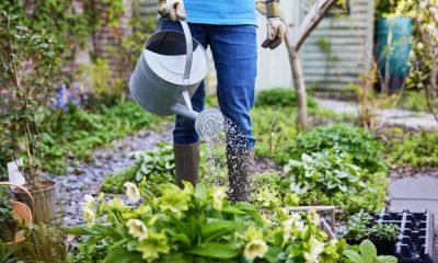 The five key tasks to ensure your garden is ready for summer