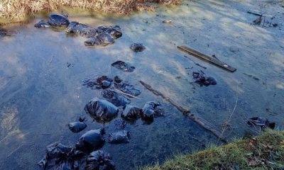 Bags of suspected cannabis dumped in Bolton and Bury canal