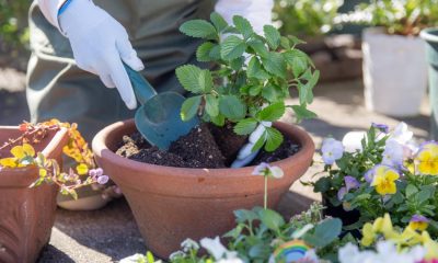5 gardening jobs to avoid this spring according to experts