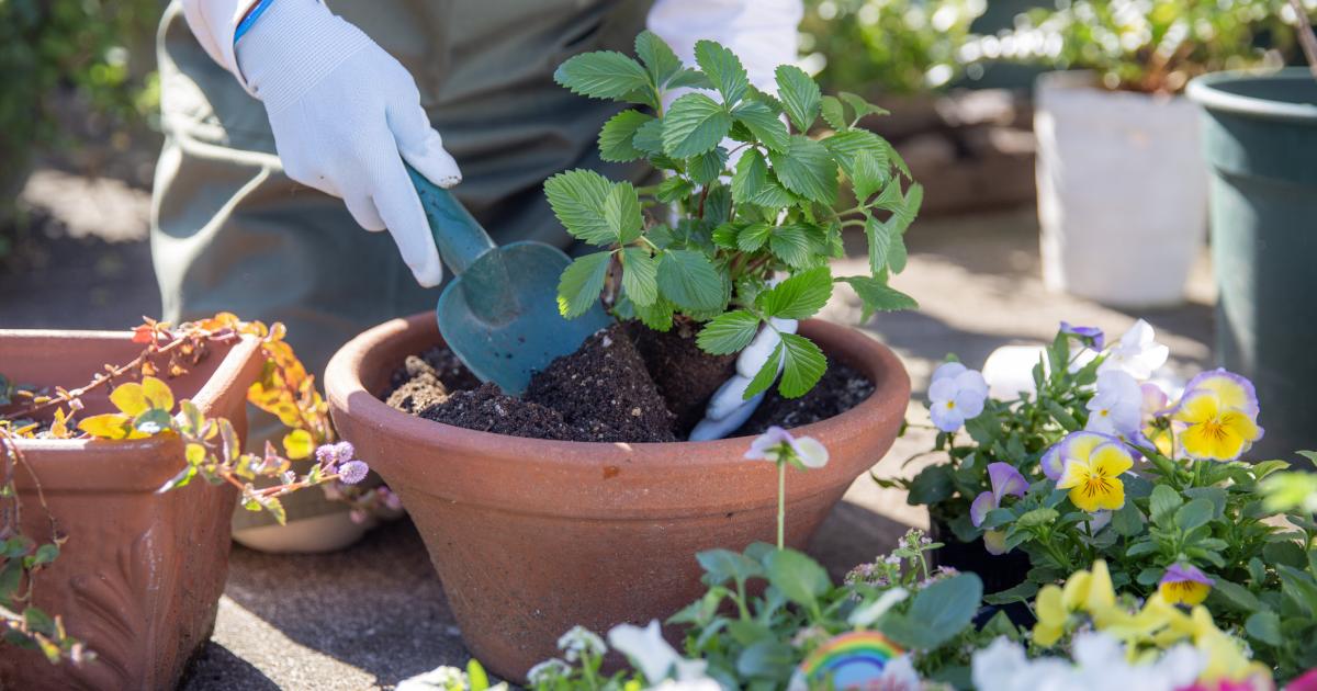 5 gardening jobs to avoid this spring according to experts