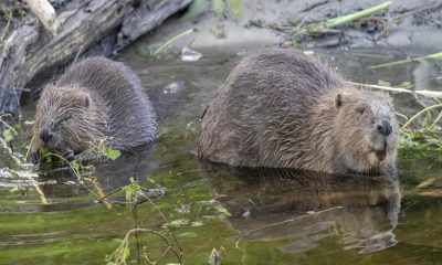 Eurasian Beaver facility created by Flamingo Land
