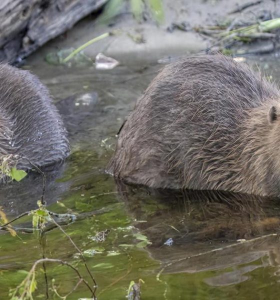 Eurasian Beaver facility created by Flamingo Land