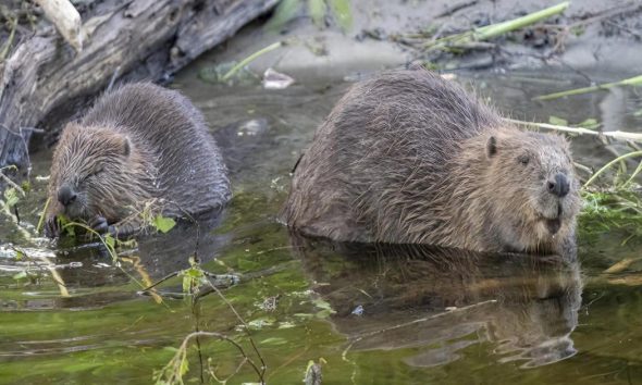Eurasian Beaver facility created by Flamingo Land