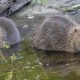 Eurasian Beaver facility created by Flamingo Land