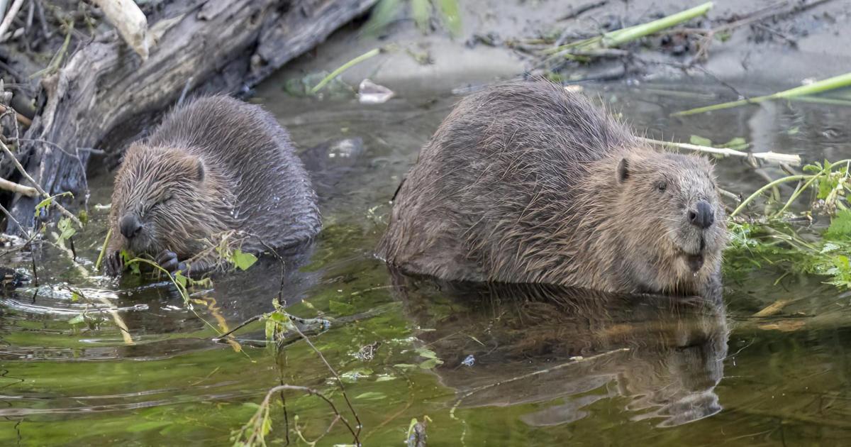 Eurasian Beaver facility created by Flamingo Land