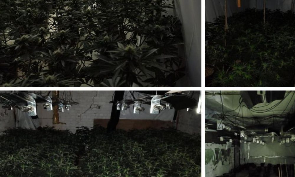 Two arrested after 675 cannabis plants seized in raid