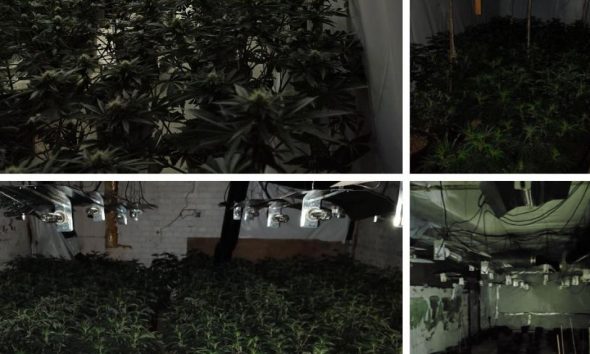 Two arrested after 675 cannabis plants seized in raid