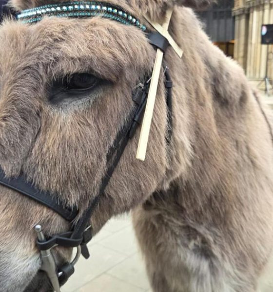 Palm Sunday procession with donkeys outside York Minster