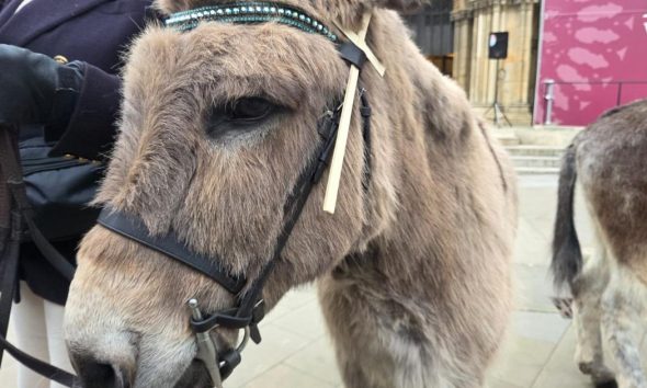 Palm Sunday procession with donkeys outside York Minster