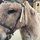 Palm Sunday procession with donkeys outside York Minster