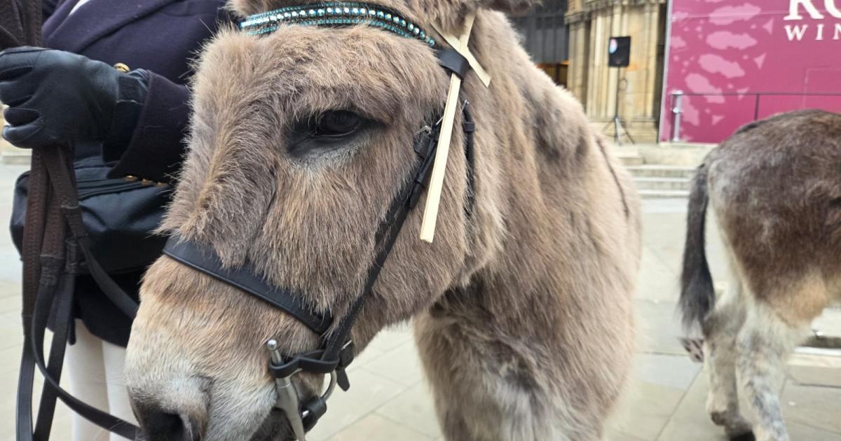 Palm Sunday procession with donkeys outside York Minster