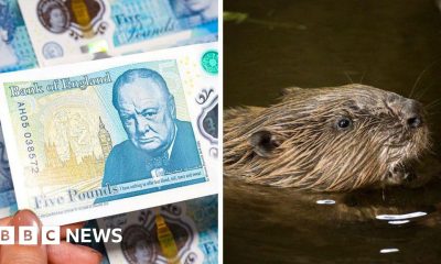 Banknotes, beavers and a very British backlash