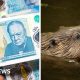 Banknotes, beavers and a very British backlash
