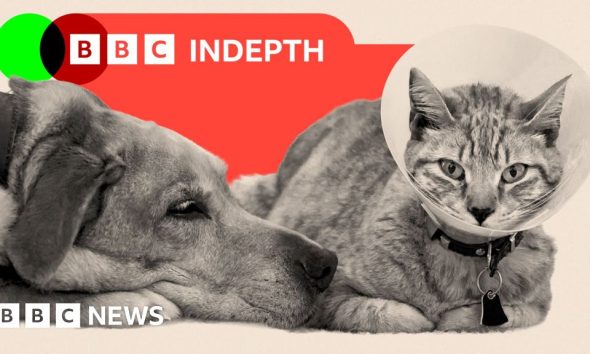 The Aldi-style insurgents who could be about to shake up the vets market