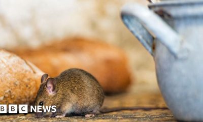 Porridge recalled months after mouse contamination