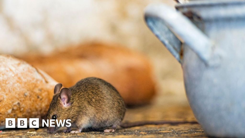 Porridge recalled months after mouse contamination