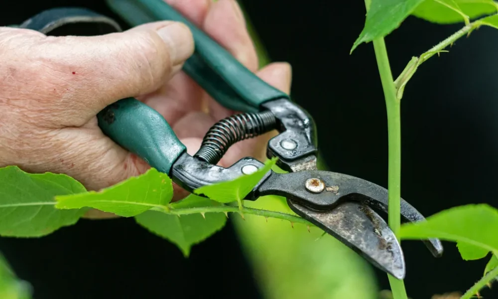 Monty Don's Only Pruning Rule